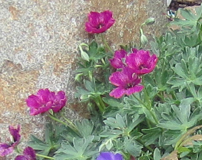 Geranium meny